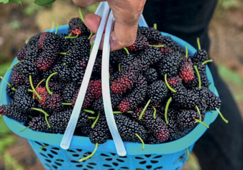 Paul West loved picking mulberries as a kid.